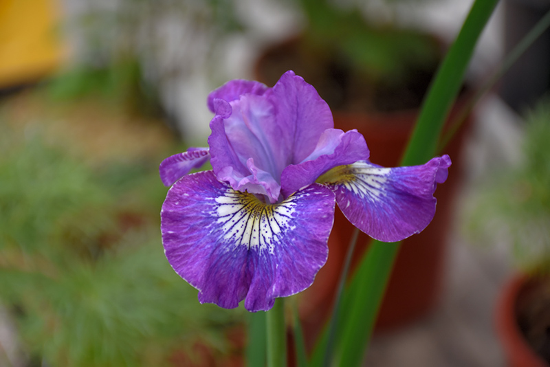 How Audacious Siberian Iris (Iris sibirica 'How Audacious') at Landsburg Landscape Nursery