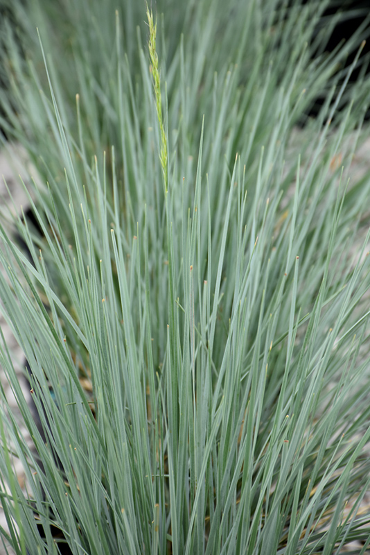 Sapphire Blue Oat Grass (Helictotrichon sempervirens 'Sapphire') at Landsburg Landscape Nursery