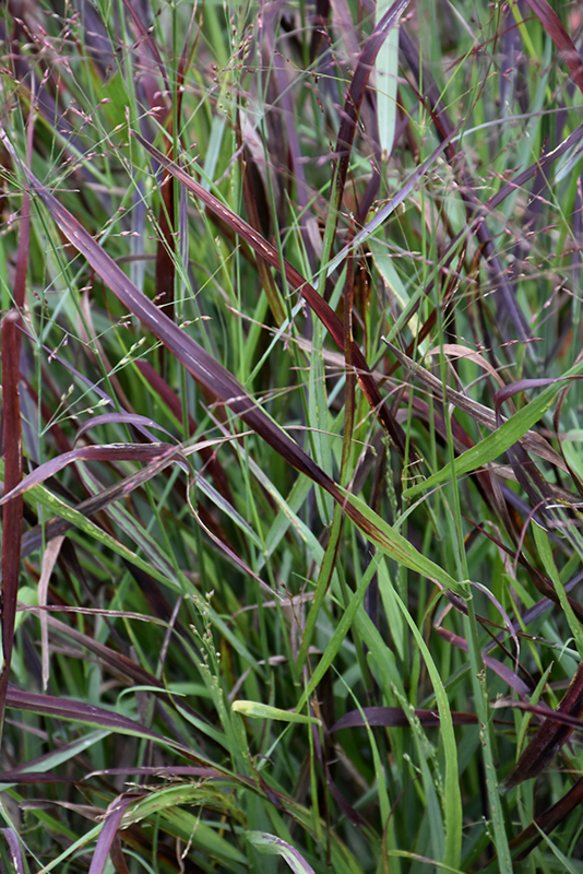 Cheyenne Sky Switch Grass (Panicum virgatum 'Cheyenne Sky') at Landsburg Landscape Nursery