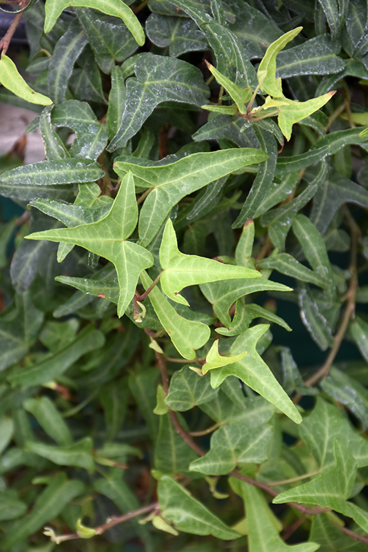 Needlepoint English Ivy (Hedera helix 'Needlepoint') at Landsburg Landscape Nursery