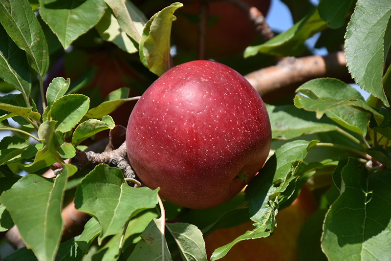Haralred Apple (Malus 'Haralred') at Landsburg Landscape Nursery