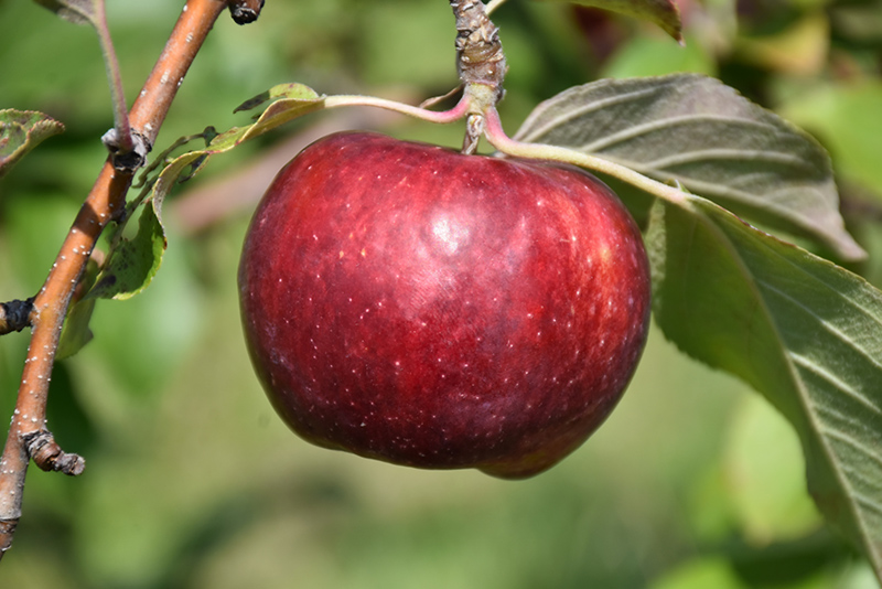 Frostbite Apple (Malus 'MN 447') at Landsburg Landscape Nursery
