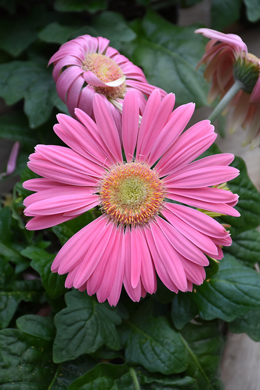 Pink Gerbera Daisy (Gerbera 'Pink') at Landsburg Landscape Nursery