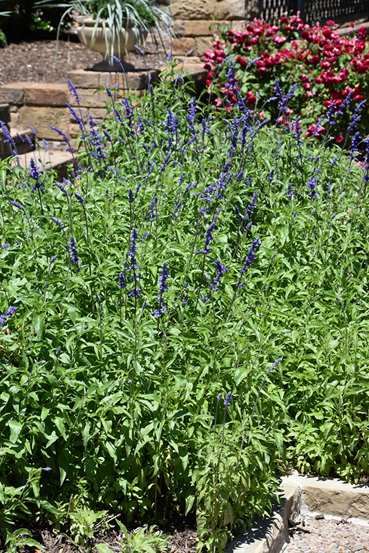 Victoria Blue Salvia (Salvia farinacea 'Victoria Blue') at Landsburg Landscape Nursery