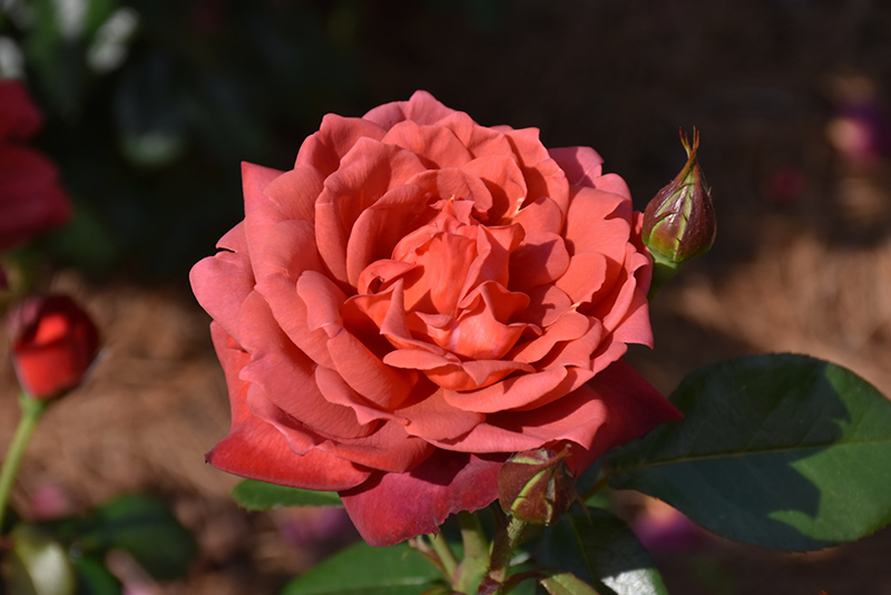 Hot Cocoa Rose (Rosa 'Hot Cocoa') at Landsburg Landscape Nursery