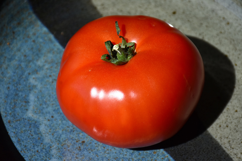 Bush Early Girl Tomato (Solanum lycopersicum 'Bush Early Girl') at Landsburg Landscape Nursery