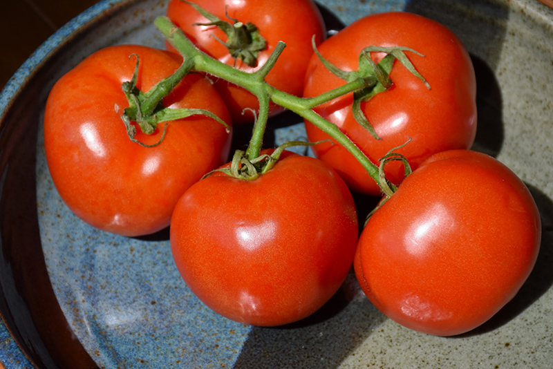 Manitoba Tomato (Solanum lycopersicum 'Manitoba') at Landsburg Landscape Nursery