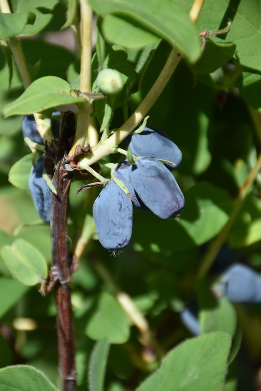 Berry Smart Blue Honeyberry (Lonicera caerulea 'Berry Smart Blue') at Landsburg Landscape Nursery