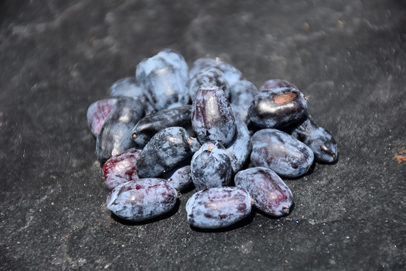 Berry Smart Blue Honeyberry (Lonicera caerulea 'Berry Smart Blue') at Landsburg Landscape Nursery
