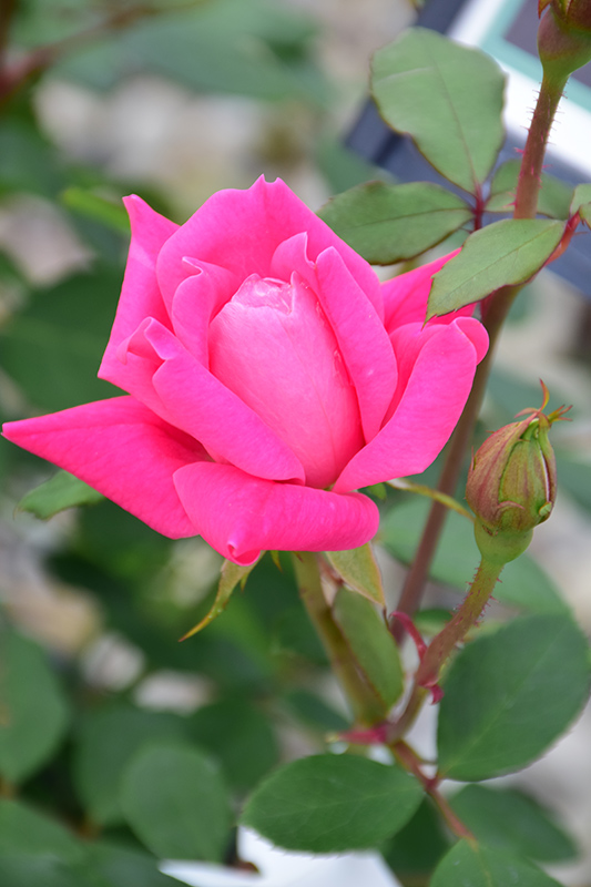 Pink Double Knock Out Rose (Rosa 'Radtkopink') at Landsburg Landscape Nursery