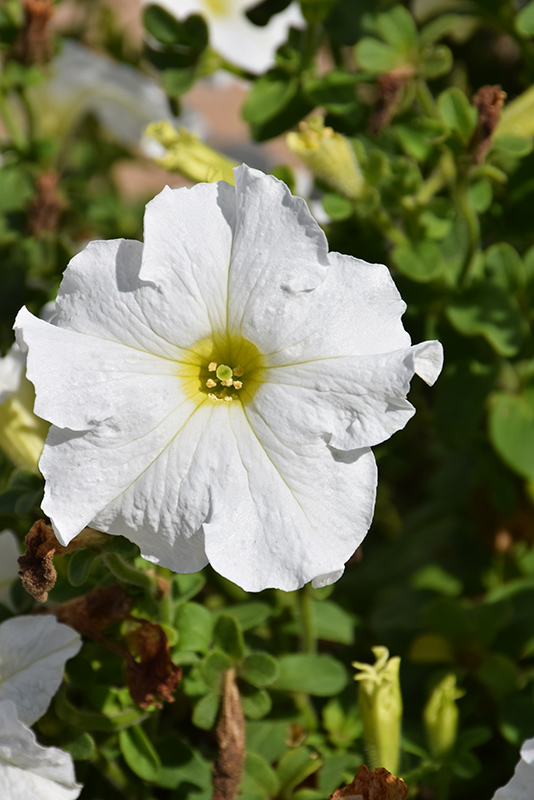 Dreams White Petunia (Petunia 'Dreams White') at Landsburg Landscape Nursery