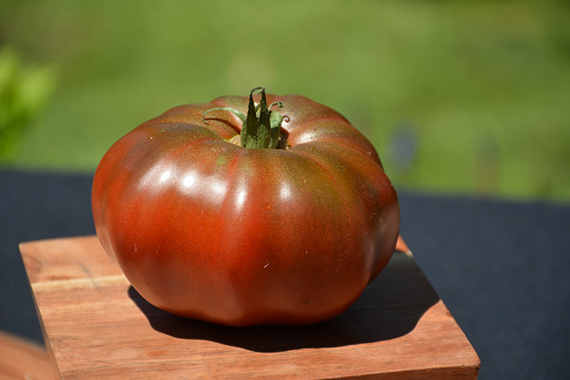 Black Krim Tomato (Solanum lycopersicum 'Black Krim') at Landsburg Landscape Nursery