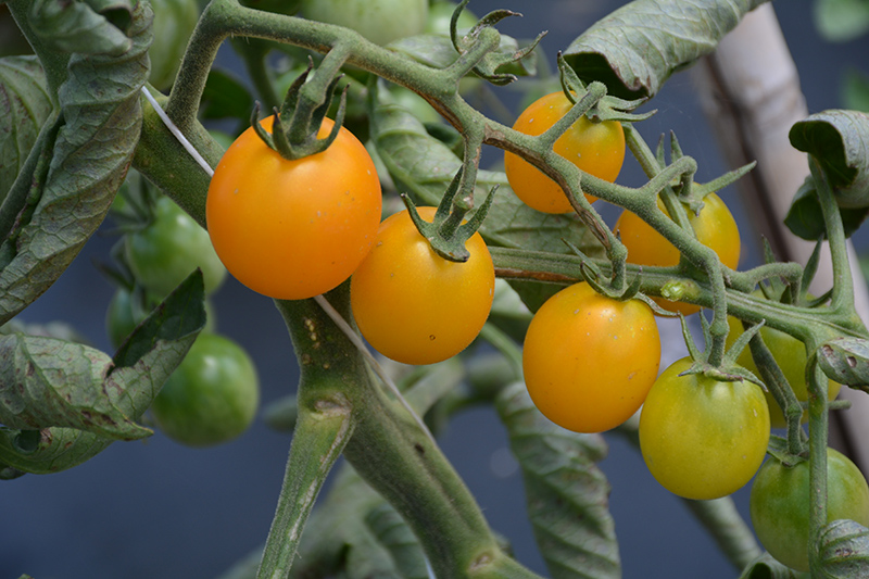 SunSugar Tomato (Solanum lycopersicum 'SunSugar') at Landsburg Landscape Nursery