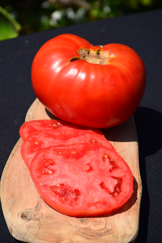 Brandywine Red Tomato (Solanum lycopersicum 'Brandywine Red') at Landsburg Landscape Nursery