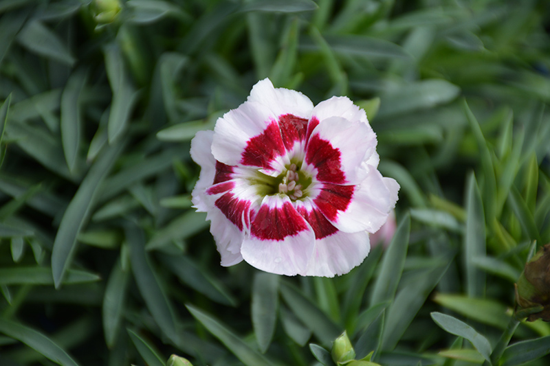 Pretty Poppers Kiss And Tell Pinks (Dianthus 'Kiss And Tell') at Landsburg Landscape Nursery