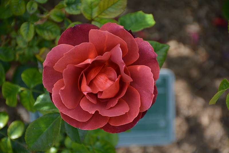 Hot Cocoa Rose (Rosa 'Hot Cocoa') at Landsburg Landscape Nursery
