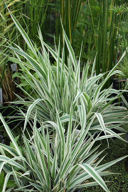 Tricolor Ribbon Grass (Phalaris arundinacea 'Feecy's Form') at Landsburg Landscape Nursery