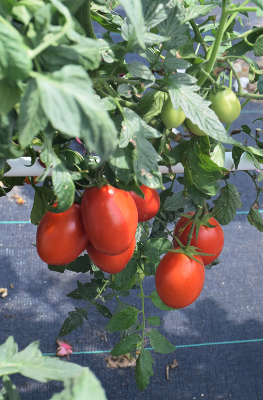 Little Napoli Tomato (Solanum lycopersicum 'Little Napoli') at Landsburg Landscape Nursery