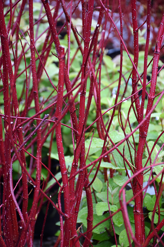 Bailey Red-Twig Dogwood (Cornus baileyi) at Landsburg Landscape Nursery