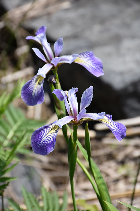 Blue Flag Iris (Iris versicolor) at Landsburg Landscape Nursery