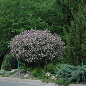 Growing lilacs for Minnesota landscapes