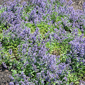 Cat's Pajamas Nepeta--an amazing plant for landscapes! 