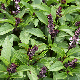 Sweet Basil Ocimum basilicum in Brainerd Baxter Little Falls