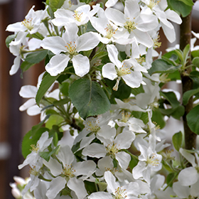 Honeycrisp™ Apple, Malus x 'MN 1711', Monrovia Plant