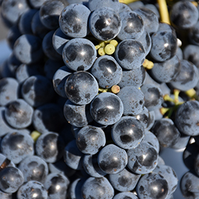 Marquette Grape (Vitis 'Marquette') in Brainerd Baxter Little