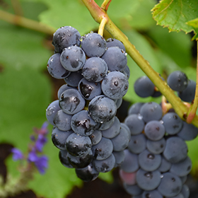 Beta Grape (Vitis 'Beta') in Brainerd Baxter Little Falls Aitkin